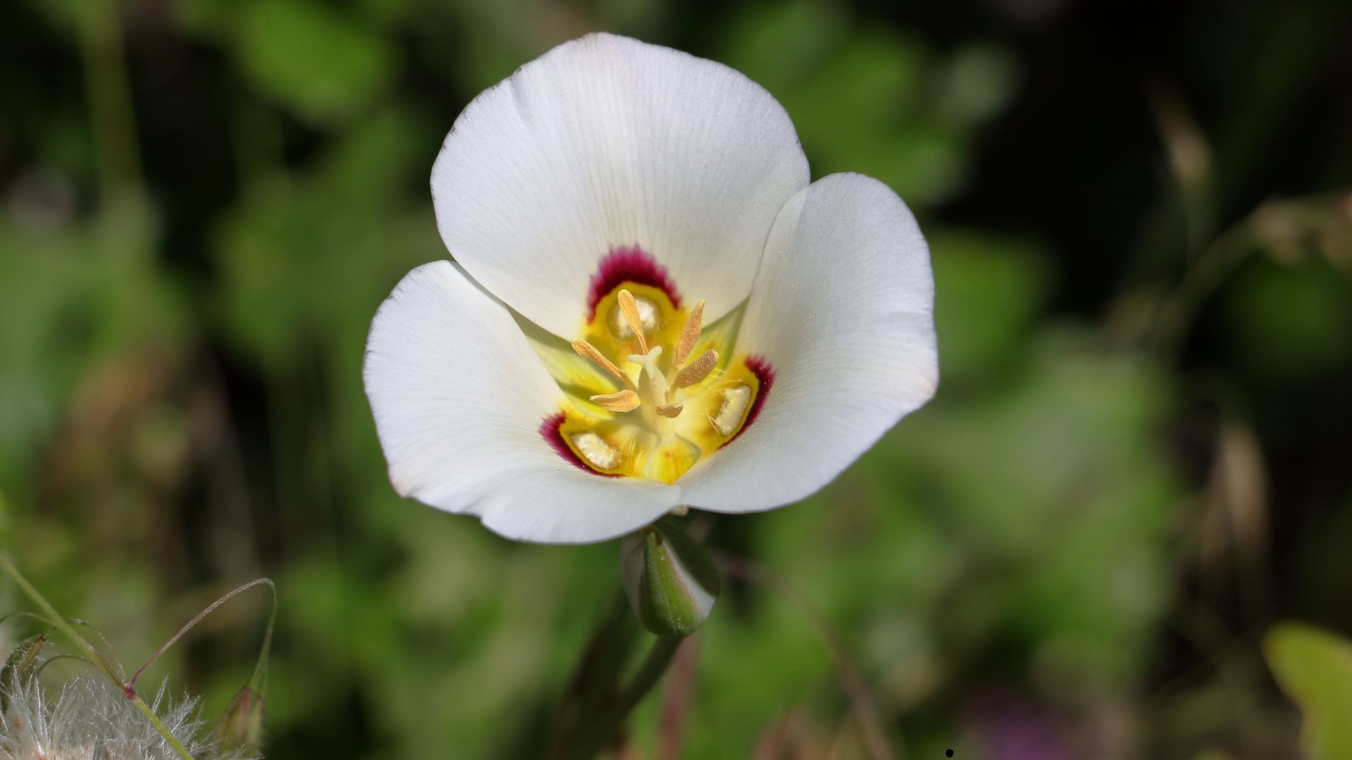 Sego Lily, the State flower of Utah